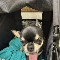Pleasant Valley Veterinary Clinic ico
