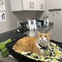 Greentree Animal Clinic South ico