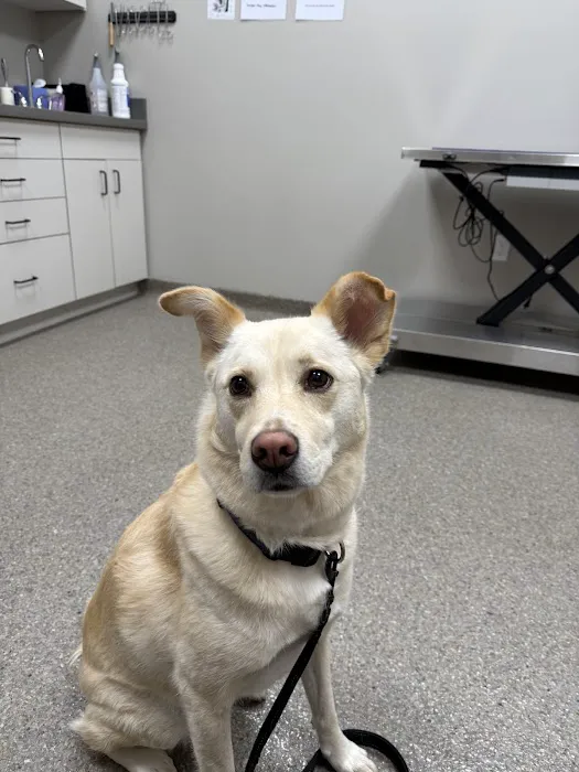 Greentree Animal Clinic South 3