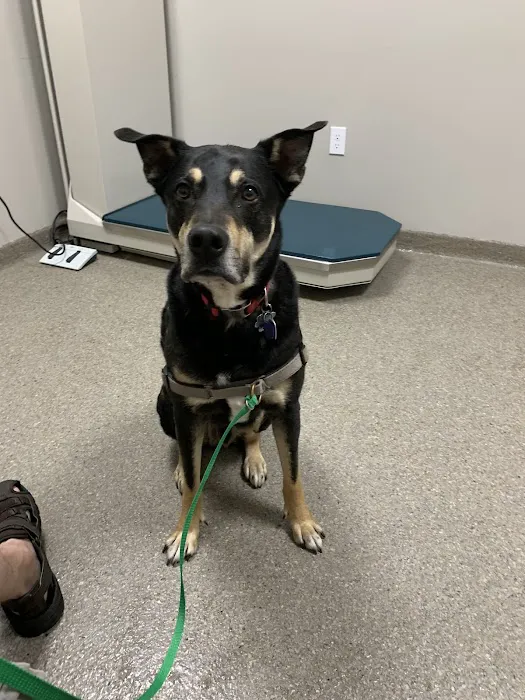 Greentree Animal Clinic South 9