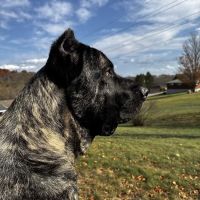 Banfield Pet Hospital ico