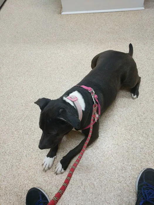 VCA Wexford Animal Hospital 5
