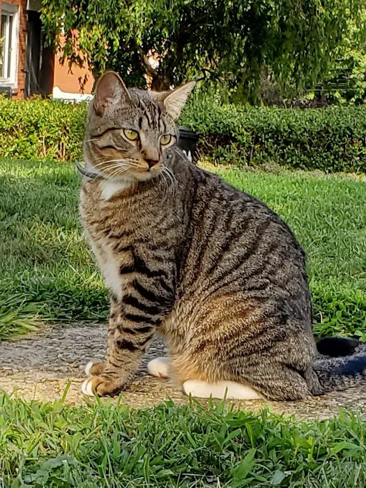 Allegheny Veterinary Associates 7