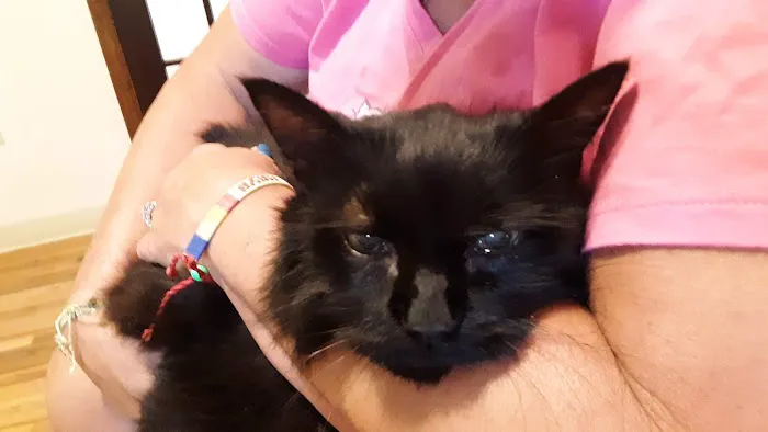 Pine Village Veterinarian 5