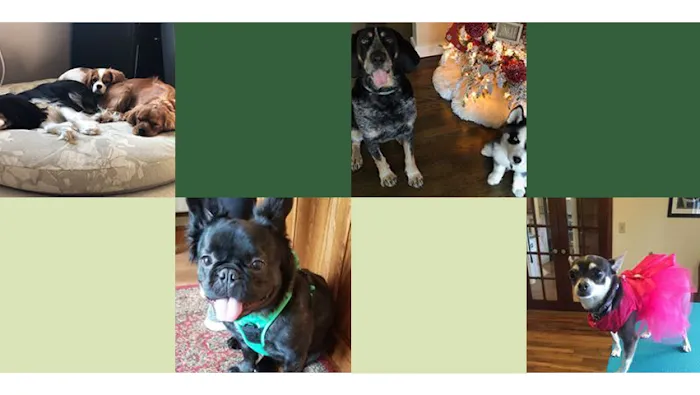 Pine Village Veterinarian 9