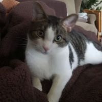 Tender Touch Veterinary Hospital ico