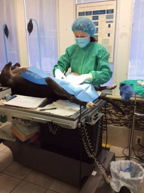 Tender Touch Veterinary Hospital 5
