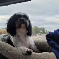 Bradford Hills Veterinary Hospital ico