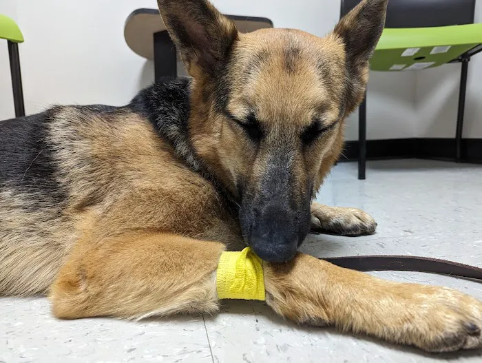 Safe Haven Veterinary Hospital 7