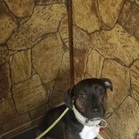 Thornwood Veterinary Hospital ico