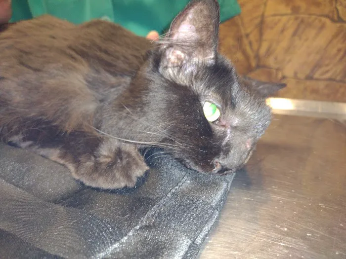 Thornwood Veterinary Hospital 7