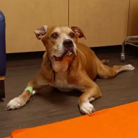 Banfield Pet Hospital ico