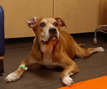 Banfield Pet Hospital