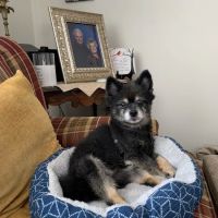 Chartiers Animal Hospital Ltd ico
