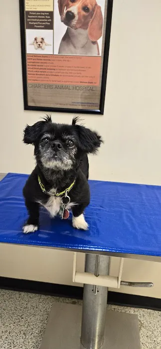 Chartiers Animal Hospital Ltd 4