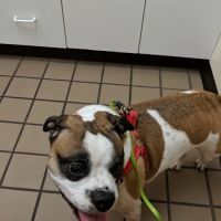 Allegheny South Veterinary Services ico