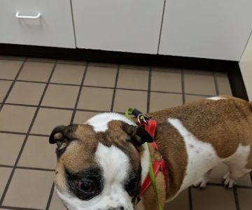 Allegheny South Veterinary Services