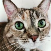 Allegheny North Veterinary Hospital ico