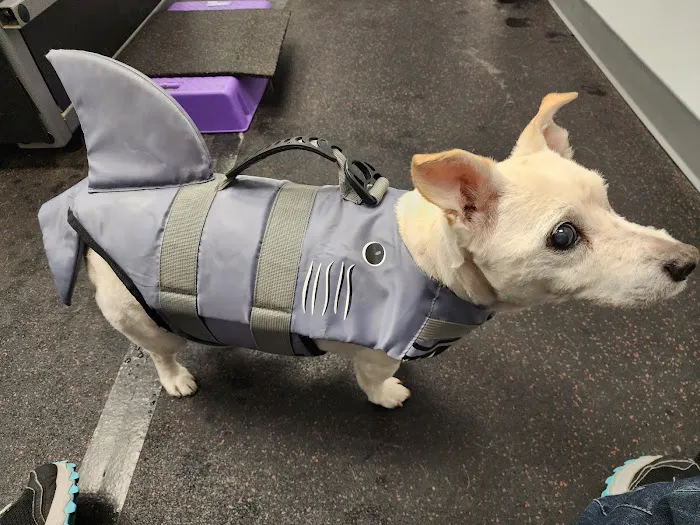 Steel City Canine Rehabilitation & Sports Medicine 3