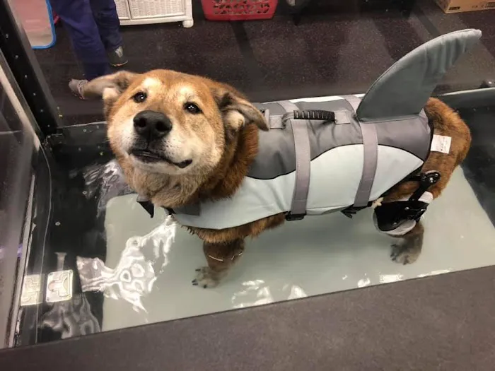 Steel City Canine Rehabilitation & Sports Medicine 1