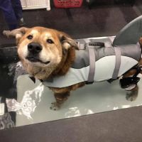 Steel City Canine Rehabilitation & Sports Medicine ico