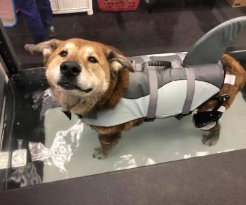 Steel City Canine Rehabilitation & Sports Medicine