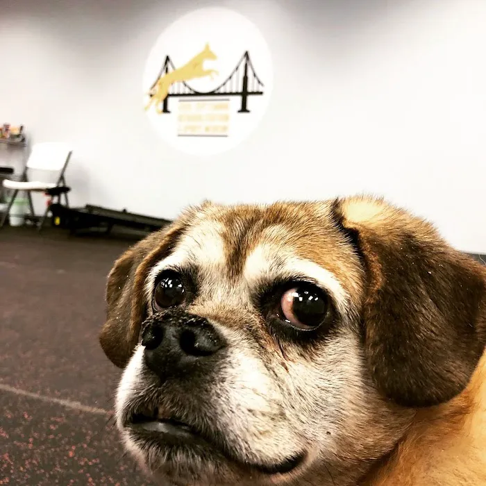 Steel City Canine Rehabilitation & Sports Medicine 7