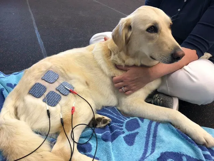 Steel City Canine Rehabilitation & Sports Medicine 4