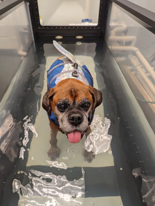 Steel City Canine Rehabilitation & Sports Medicine 2