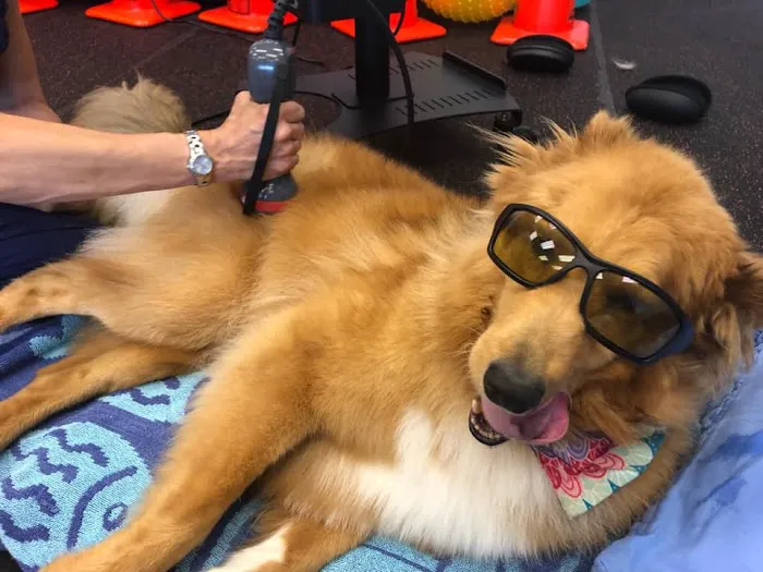 Steel City Canine Rehabilitation & Sports Medicine 9