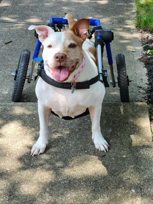 Steel City Canine Rehabilitation & Sports Medicine 5