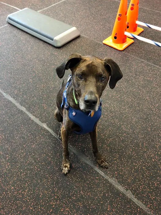 Steel City Canine Rehabilitation & Sports Medicine 10