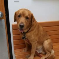 Banfield Pet Hospital ico