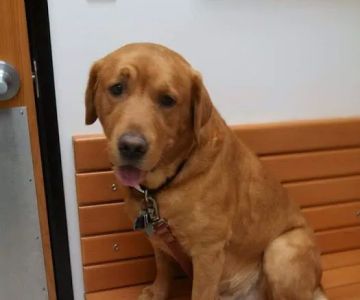 Banfield Pet Hospital