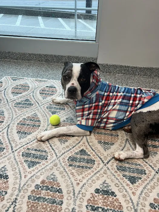 PetVet365 Pet Hospital Pittsburgh/Ross Park 5