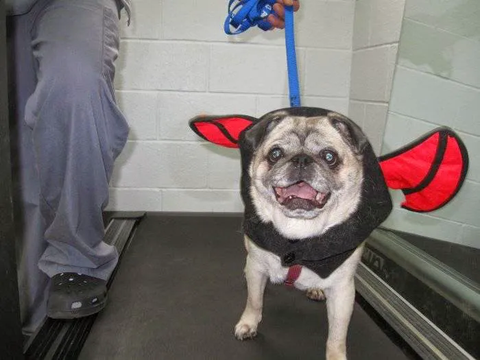 VCA Northview Animal Hospital Specialty Referral Center 10