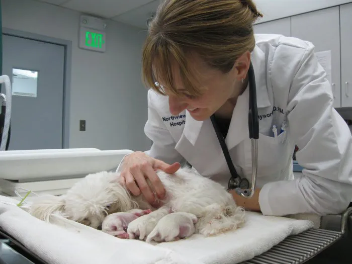 VCA Northview Animal Hospital Specialty Referral Center 9