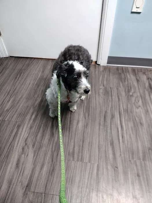 Avalon Veterinary Hospital 4