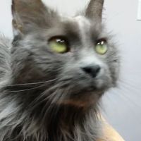 Avalon Veterinary Hospital ico