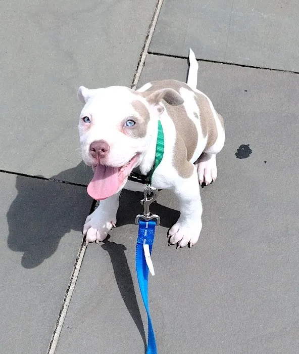 Northside Animal Hospital 2