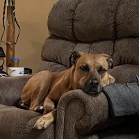 Windrose Animal Hospital & Urgent Care ico