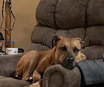 Windrose Animal Hospital & Urgent Care