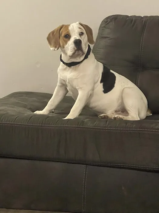 Windrose Animal Hospital & Urgent Care 7
