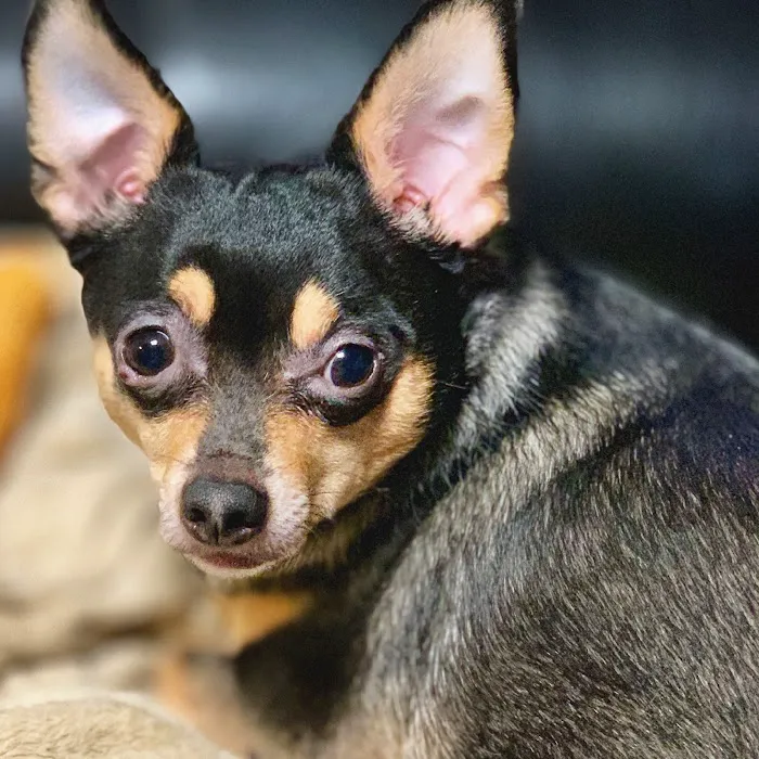 Windrose Animal Hospital & Urgent Care 6