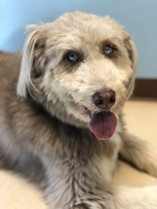 Seven Fields Veterinary Hospital 1