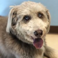 Seven Fields Veterinary Hospital ico