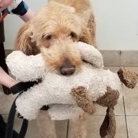 Good Shepherd Veterinary Hospital ico