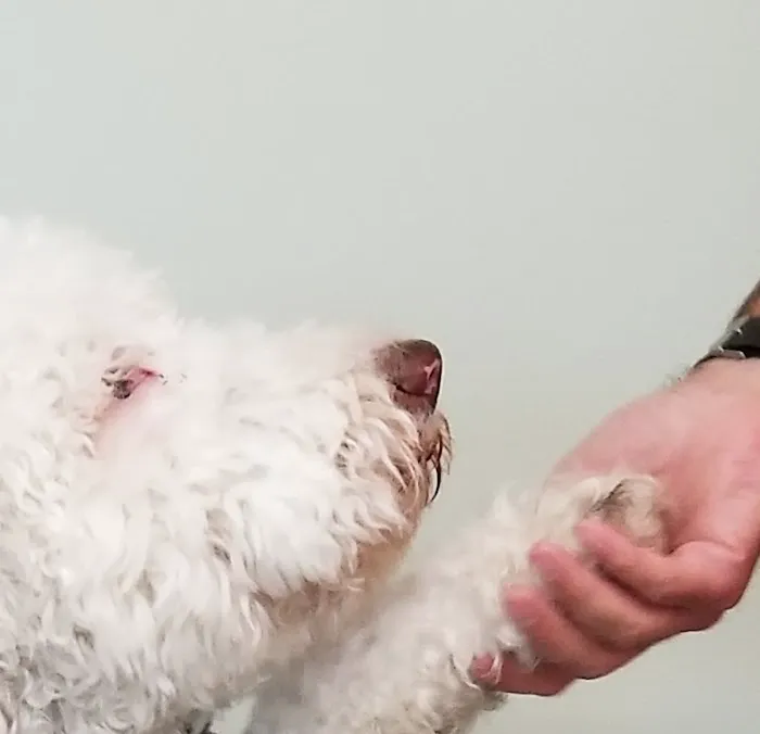 Good Shepherd Veterinary Hospital 7