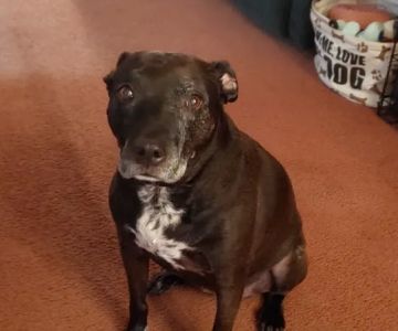 Whispering Pines Veterinary Services - Grove City