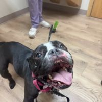 Suburban Animal Clinic ico